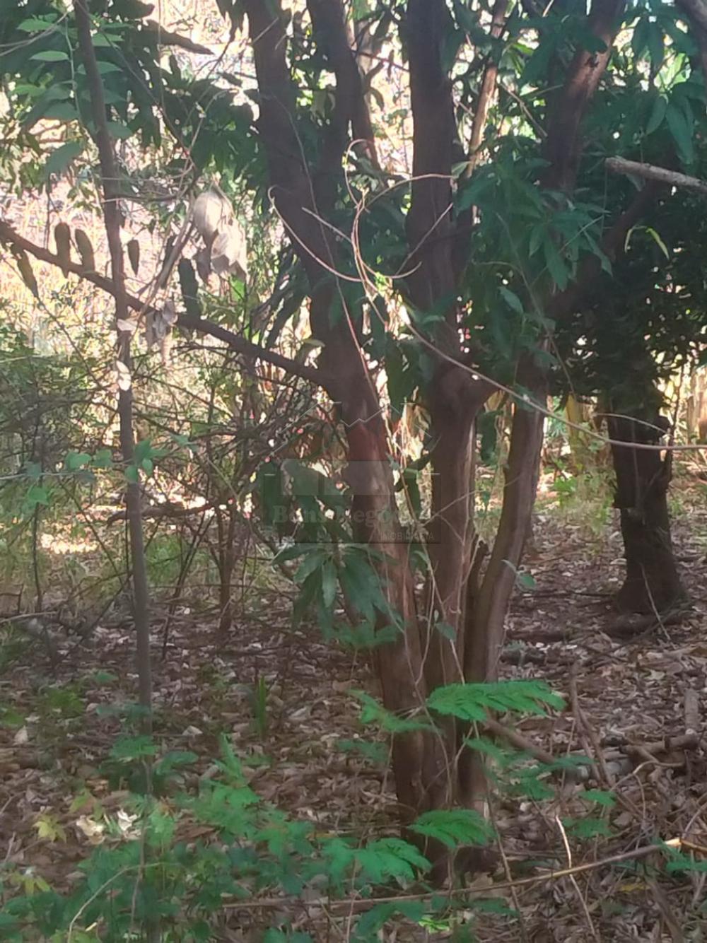 Comprar Rural / Chácara em Ribeirão Preto R$ 500.000,00 - Foto 13